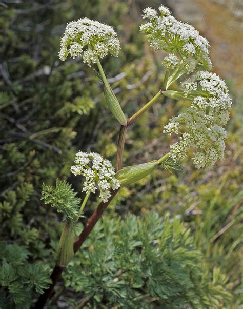 Flower Gallery Apiaceae4 70021