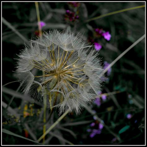 Dandelion Rhêmes Notre Dame Vallée d Aoste Fujifilm Flickr