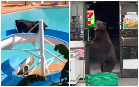 Vol De T L Si Ge Vache Sur Un Toboggan D Couvrez Les Faits Divers