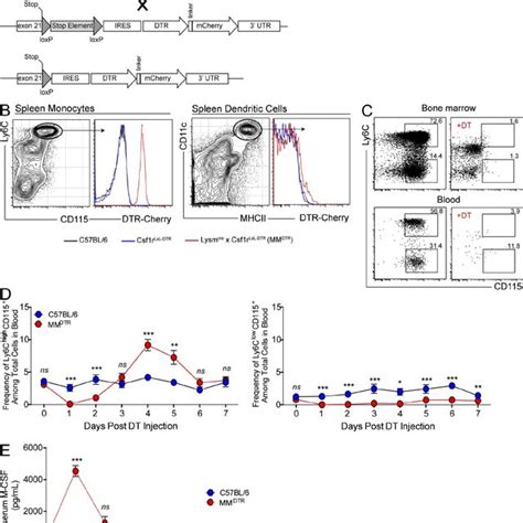 Mm Dtr Mice A Diagrammatic Representation Of Lysm Cre Top Csf R