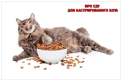 Чем кормить кастрированного кота в домашних условиях?