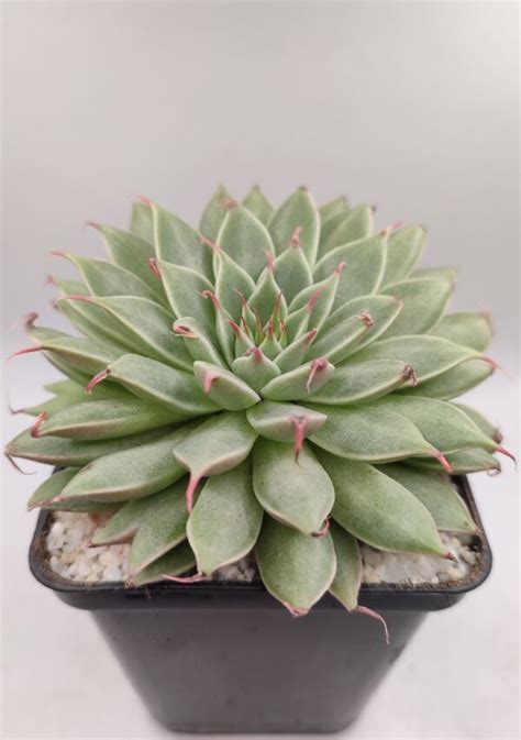 Graptoveria Silver Star Meryplantys