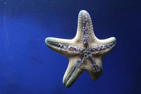 Starfish Reproduction