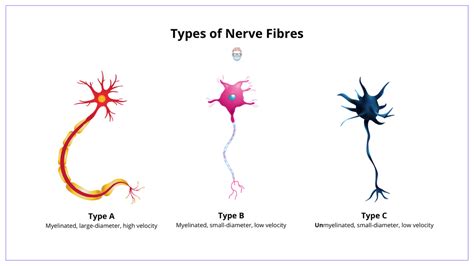 Nerve Injury