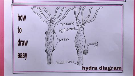 How How To Draw Hydrahydra Drawing Youtube