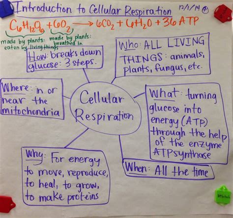 Cellular Respiration Meaning In Science Animals World