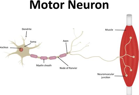 Sensory And Motor Neurons Definition And Differences