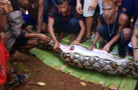 Fazendeira Desaparecida Encontrada Dentro De Cobra P Ton Na Indon Sia