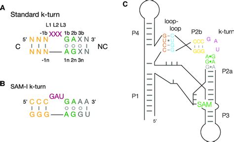 The Sam I Riboswitch And Its K Turn A The Sequence Of A Standard