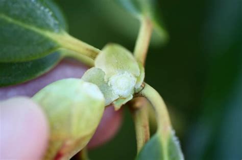 How To Propagate Rhododendron From Cuttings Farmhouse And Blooms