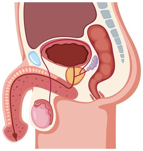 Anatomia Do Sistema Reprodutor Masculino Vetor Premium