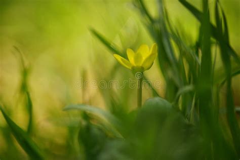 Small Yellow Flower Grows In A Spring Garden Among Green Grass Stock