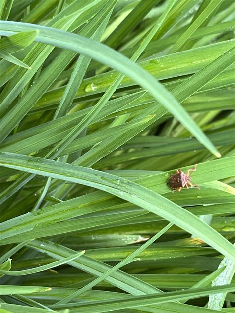 What kind of bug is this? Was out in the garden : r/bugidentification