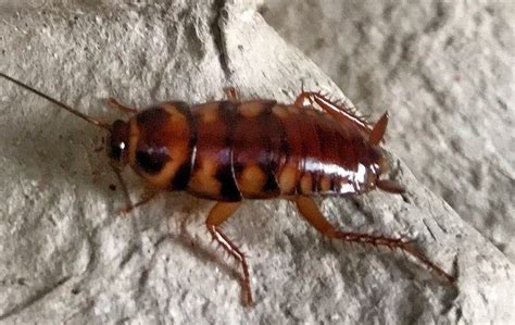 Brown Banded Cockroach Identification Prevention In Elizabeth City