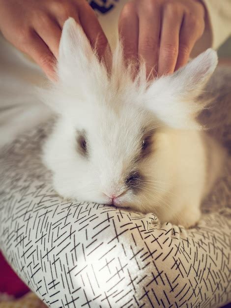 Persona An Nima De La Cosecha Acariciando Un Conejo Domesticado Lindo Y