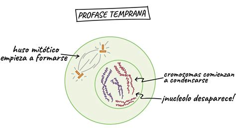 Imagenes De Las Fases De La Mitosis