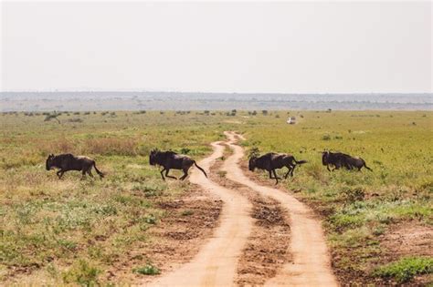 Premium Photo | Wildebeest migration