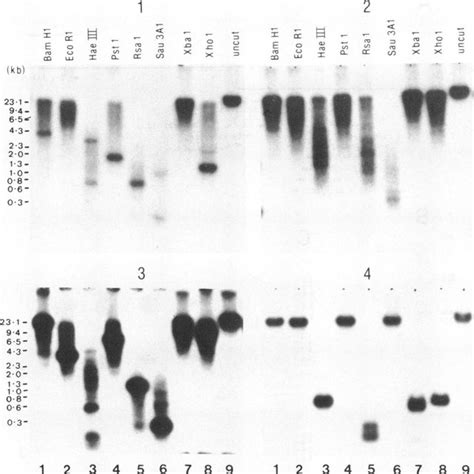 Southern Blot Analysis Of 10 Jg Acantonensis Genomic Dna Digested With