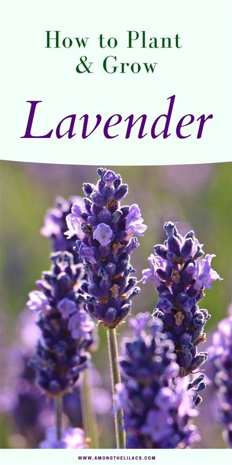 How To Plant And Care For Lavender Plants Growing Lavender Lavender