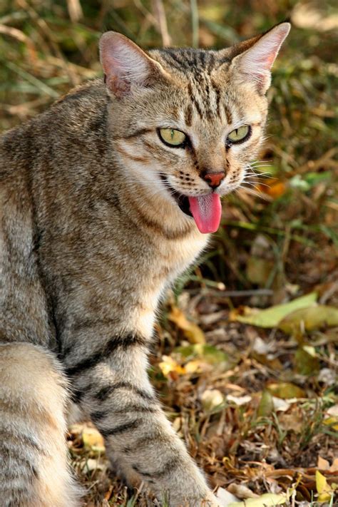 Pin on African wildcat