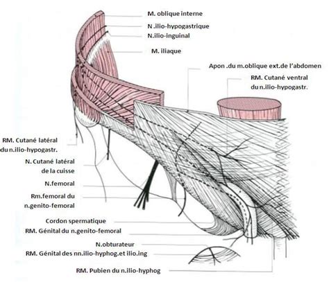 Cordon Spermatique Du Nerf Ilio Inguinal