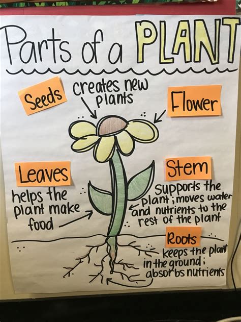 Plant Structure Anchor Chart