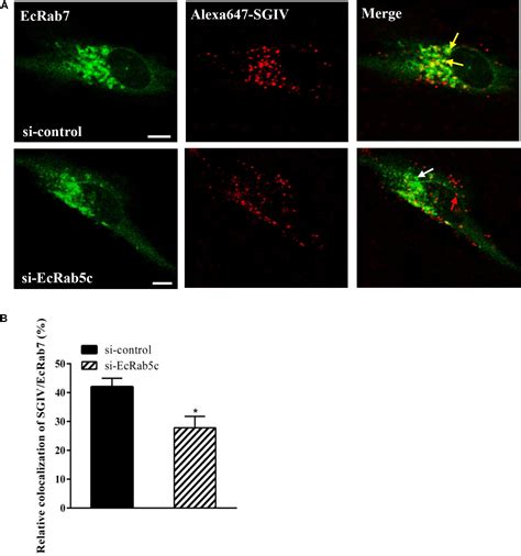 Frontiers The Small Gtpase Rab5c Exerts Bi Function In Singapore