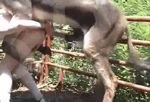 Follando con un burro travieso comiéndole el culo a un chico gay