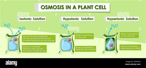 Diagram Showing Osmosis In Plant Cell Illustration Stock Vector Image And Art Alamy