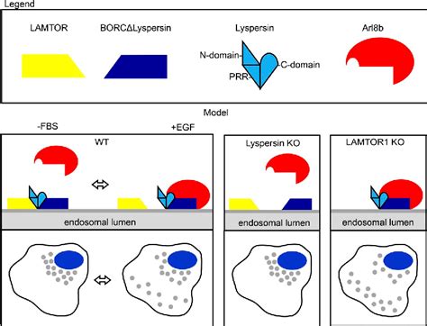 Figure 3 From LAM TOR Ragulator Is A Negative Regulator Of Arl8b And