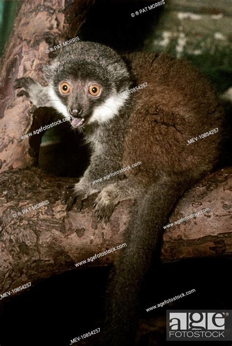 Mongoose Lemur (Lemur mangoz). Madagascar, Stock Photo, Picture And ...