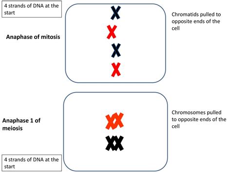 Mitosis Meiosis Start Diploid End Haploid ppt download