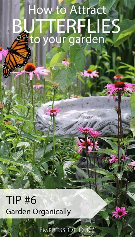 Want Simple Ways To Attract Butterflies And Encourage These Essential Pollinators To Frequent