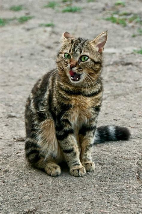 How To Help Feral Cats In Your Community My 3 Little Kittens