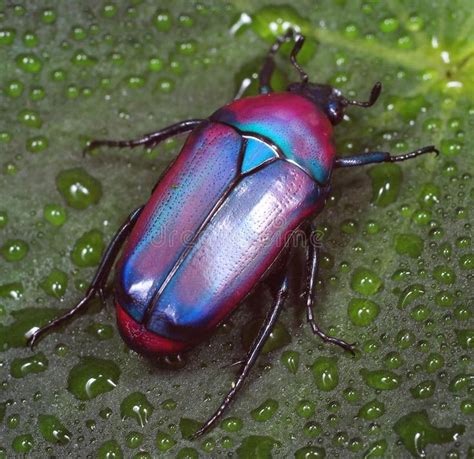 Colorful African Fruit Flower Beetle Also Called Purple Jewel Beetle