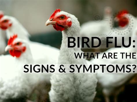 Bird Flu Avian Influenza Causes Symptoms Risk Factors Diagnosis