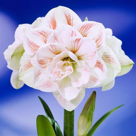 Amaryllis Hippeastrum Nymph For Sale Online In Eu Directly From Holland