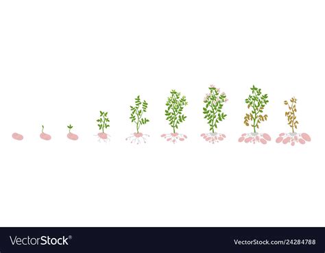 Potato growth stages growing Royalty Free Vector Image