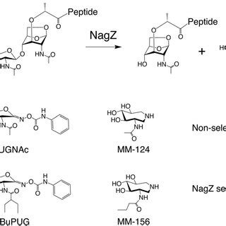 Multiple Sequence Alignments Of NagZ Enzyme Active Site Residues