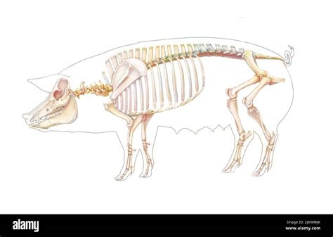 Pig anatomy illustration hi-res stock photography and images - Alamy