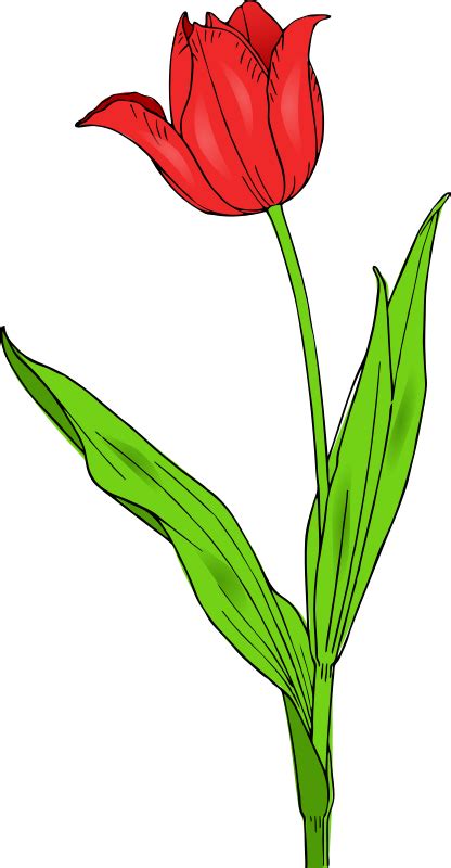 Colored Tulip Free Vector 4vector