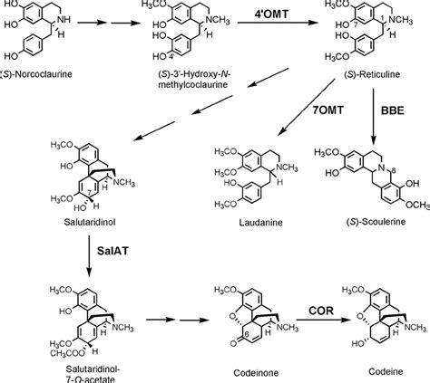 The Roles Of Latex And The Vascular Bundle In Morphine Biosynthesis In