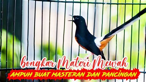 Masteran Dan Pancingan Pagi Hari Murai Batu Bongkar Materi Mewah Ampuh