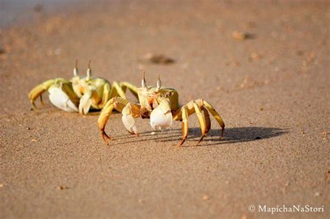 Khor Ambado Beach (Djibouti) - 2018 All You Need to Know Before You Go ...