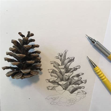 How To Draw A Pine Cone Artofit