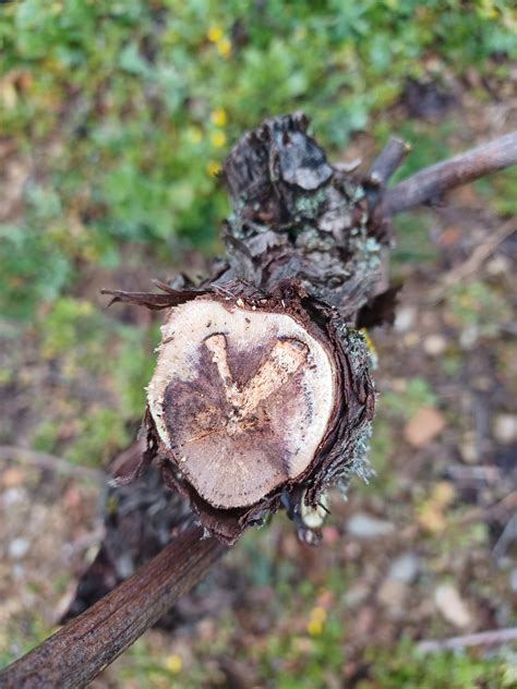 Nos Pratiques Coteaux De Glanes