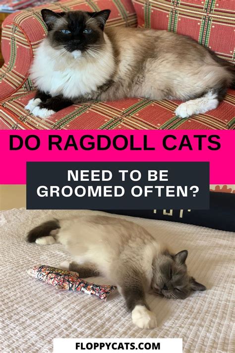 Do Ragdolls Need To Be Groomed Often Floppycats Ragdoll Cat Cat