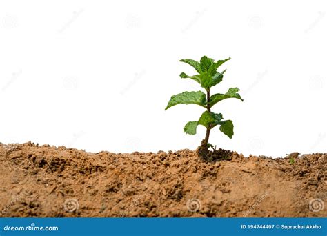 Mint Leaves With Potting Soil Stock Image Image Of Green Growth