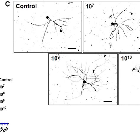 A Evs Promote Neurite Growth And Branching In Mammalian Sympathetic