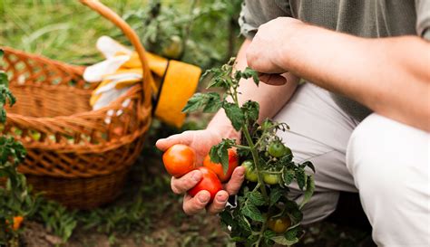 Quale Concime Organico Scegliere Per Orto Fai Da Te Biozeta